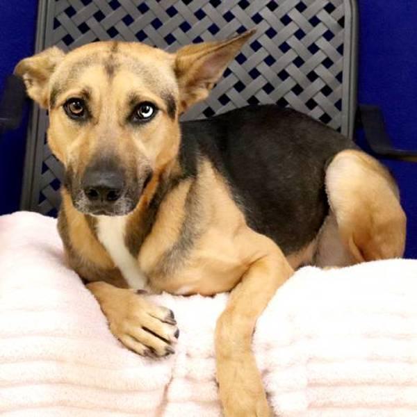 Enlarge Rosita, a Adoptable mixed breed in Fort Davis, TX image 2/6