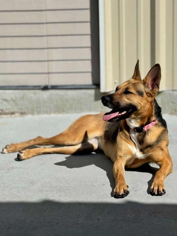 Enlarge Rosita, a Adoptable mixed breed in Fort Davis, TX image 3/6