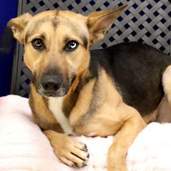 Enlarge Rosita, a Adoptable mixed breed in Fort Davis, TX image 4/6