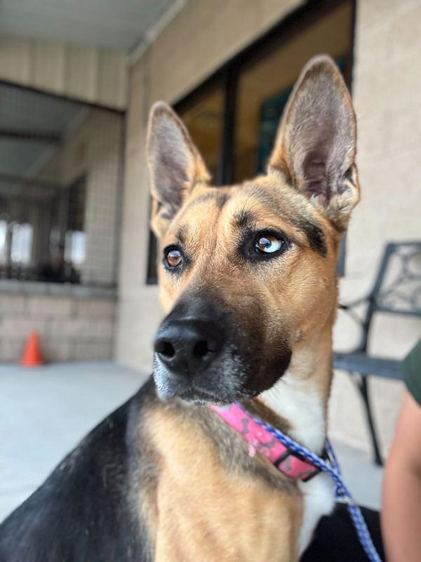 Enlarge Rosita, a Adoptable mixed breed in Fort Davis, TX image 5/6