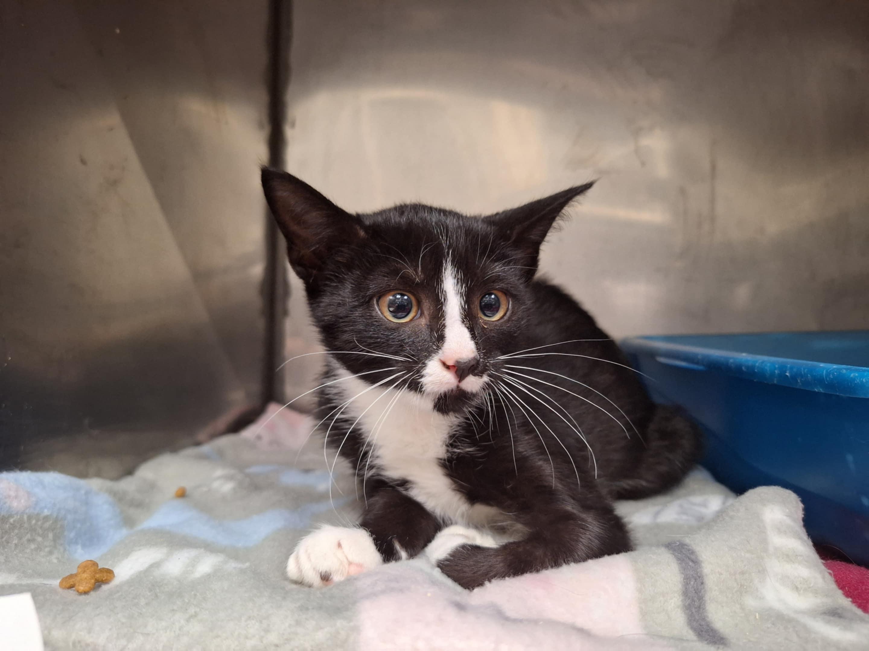 Grease Pitt, Adoptable, Young Female Domestic Short Hair.