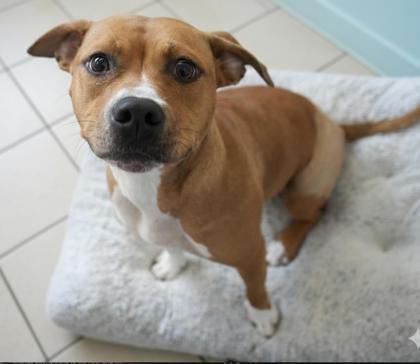 Enlarge Juju, a Adoptable mixed breed in Bowling Green, KY image 1/3