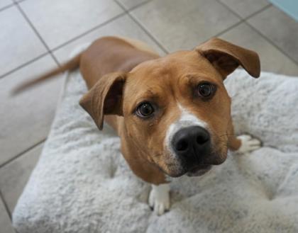 Enlarge Juju, a Adoptable mixed breed in Bowling Green, KY image 2/3