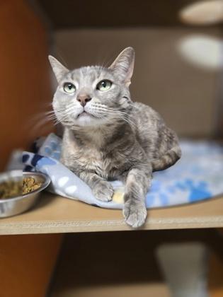 Brownie 2, Adoptable, Adult Female Domestic Short Hair & Domestic Short Hair.