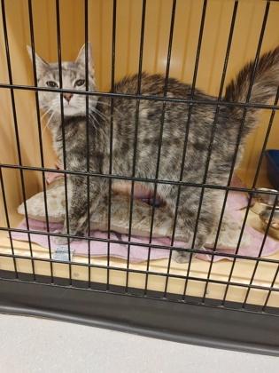 Enlarge Brownie 2, a Adoptable Domestic Short Hair in Clarks Summit, PA image 1/1