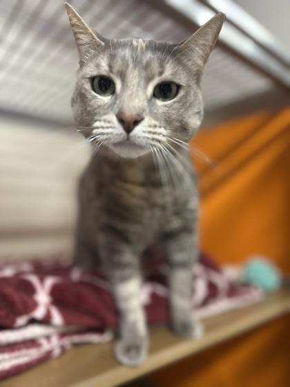 Enlarge Brownie 2, a Adoptable Domestic Short Hair in Clarks Summit, PA image 1/1