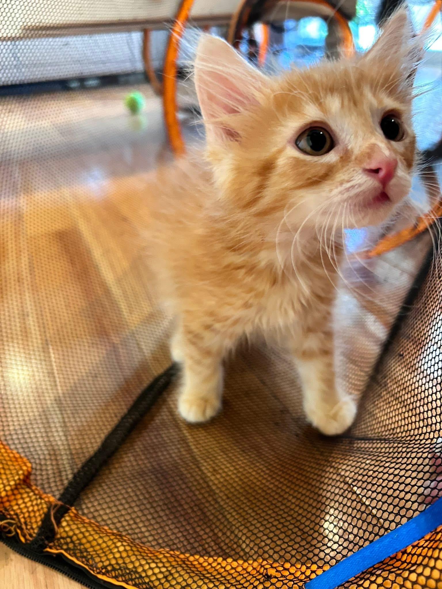 Enlarge Fizz, an adopted Tabby in Saginaw, MI image 2/2