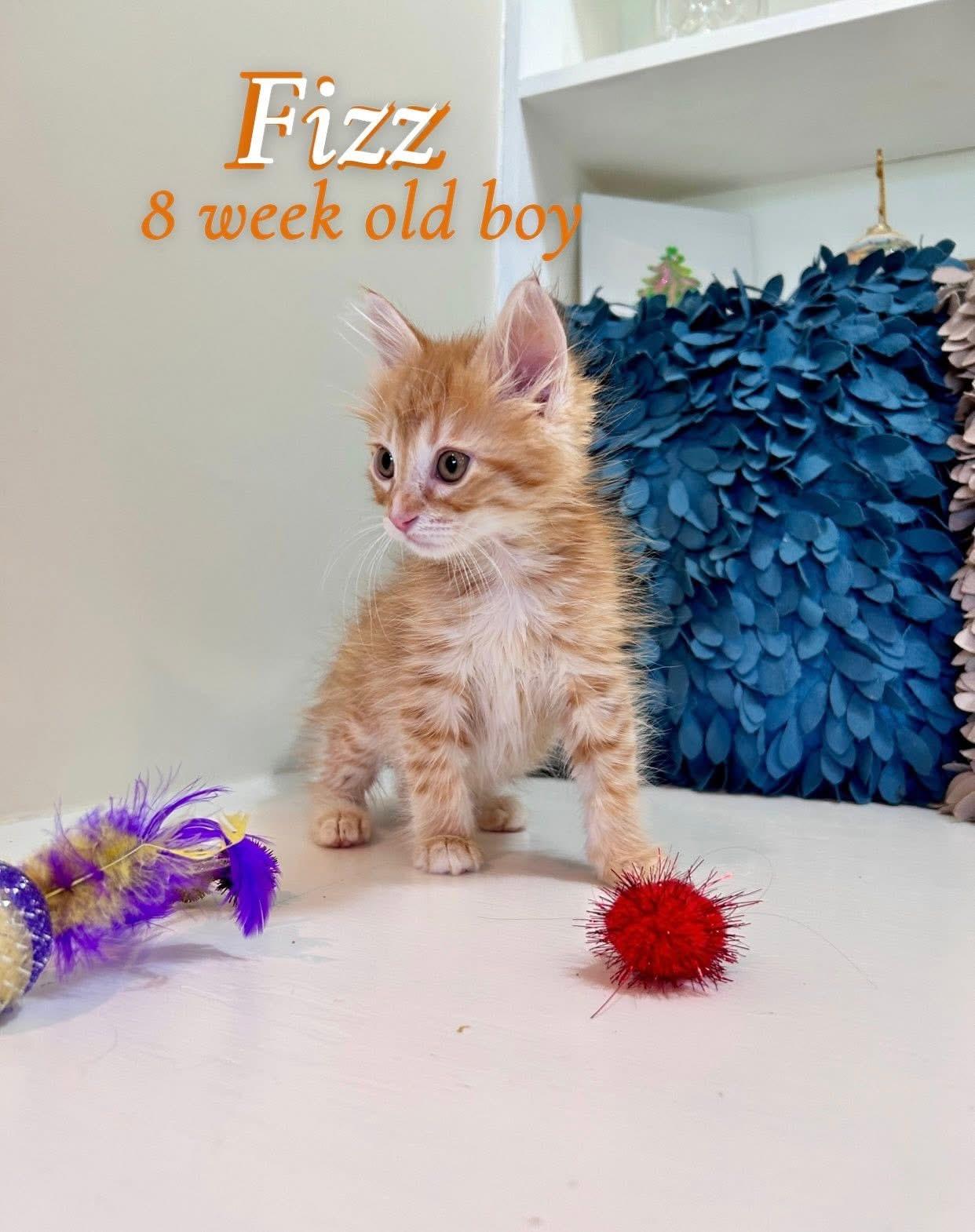 Enlarge Fizz, an adopted Tabby in Saginaw, MI image 1/2
