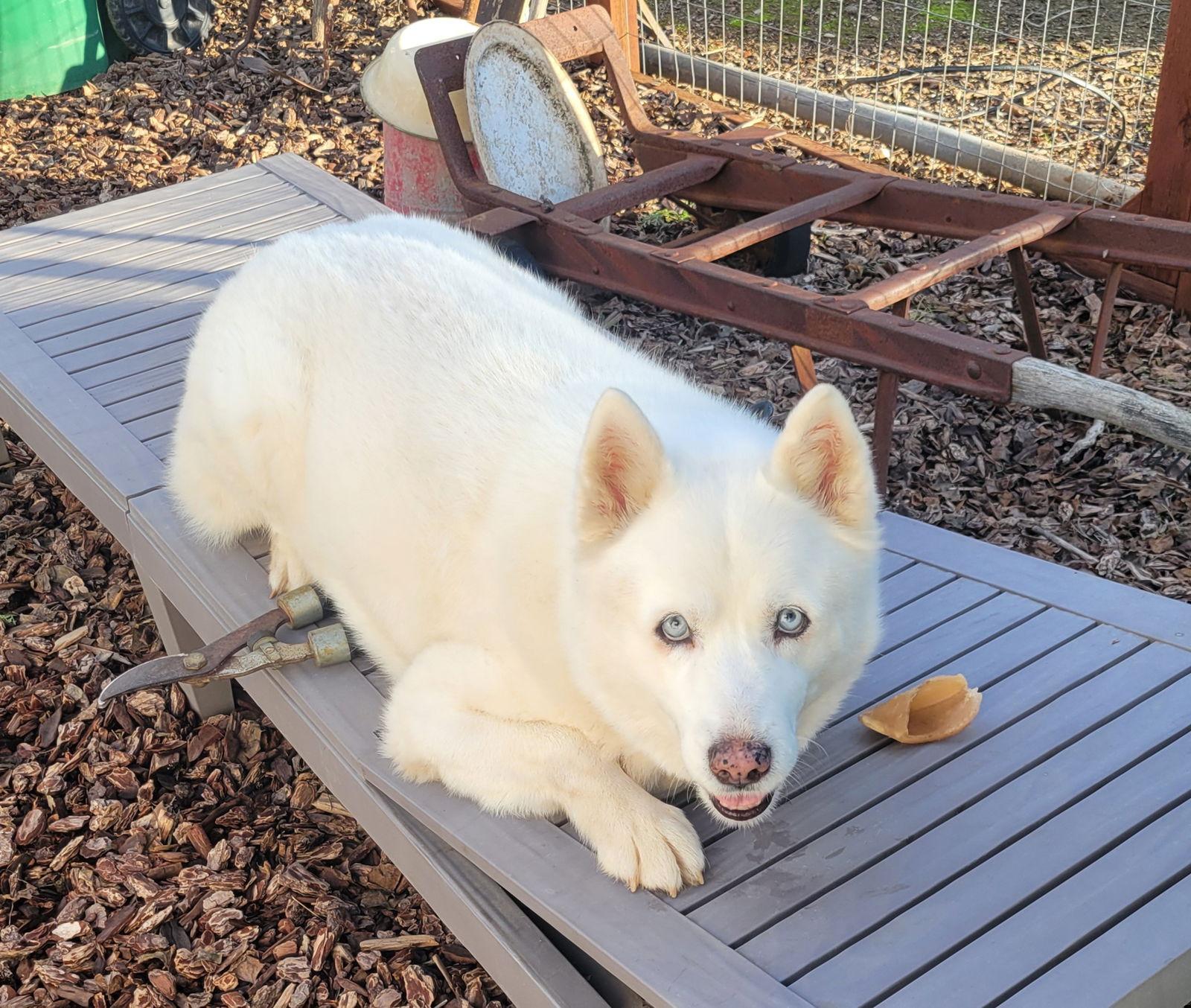 Enlarge Bleu (GrandPaws), a Adoptable American Eskimo Dog in LINDSAY, CA image 1/3