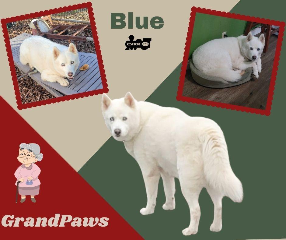 Enlarge Bleu (GrandPaws), a Adoptable American Eskimo Dog in LINDSAY, CA image 2/3