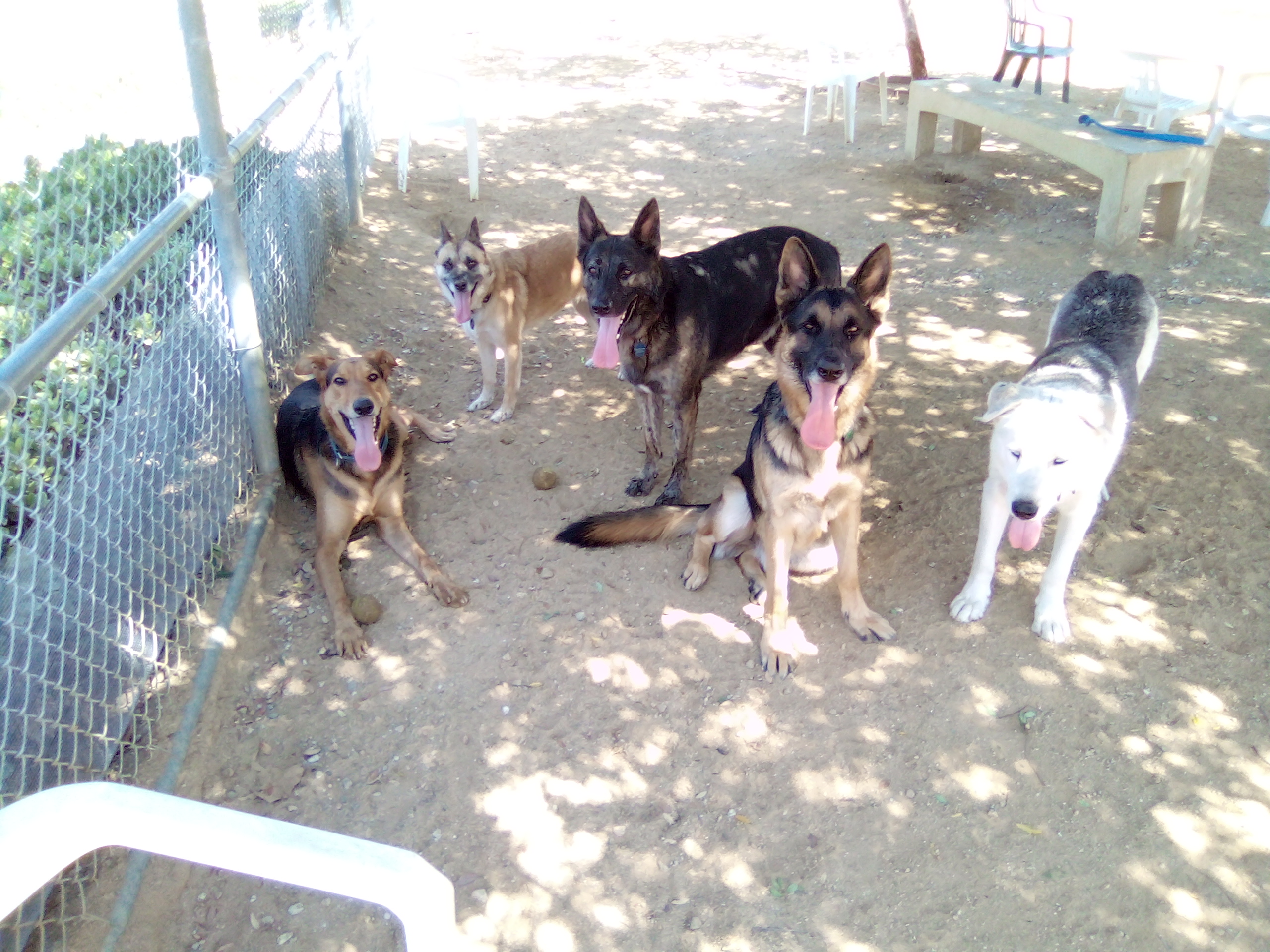 Enlarge Alvin, a Adoptable mixed breed in Moriarty, NM image 7/11