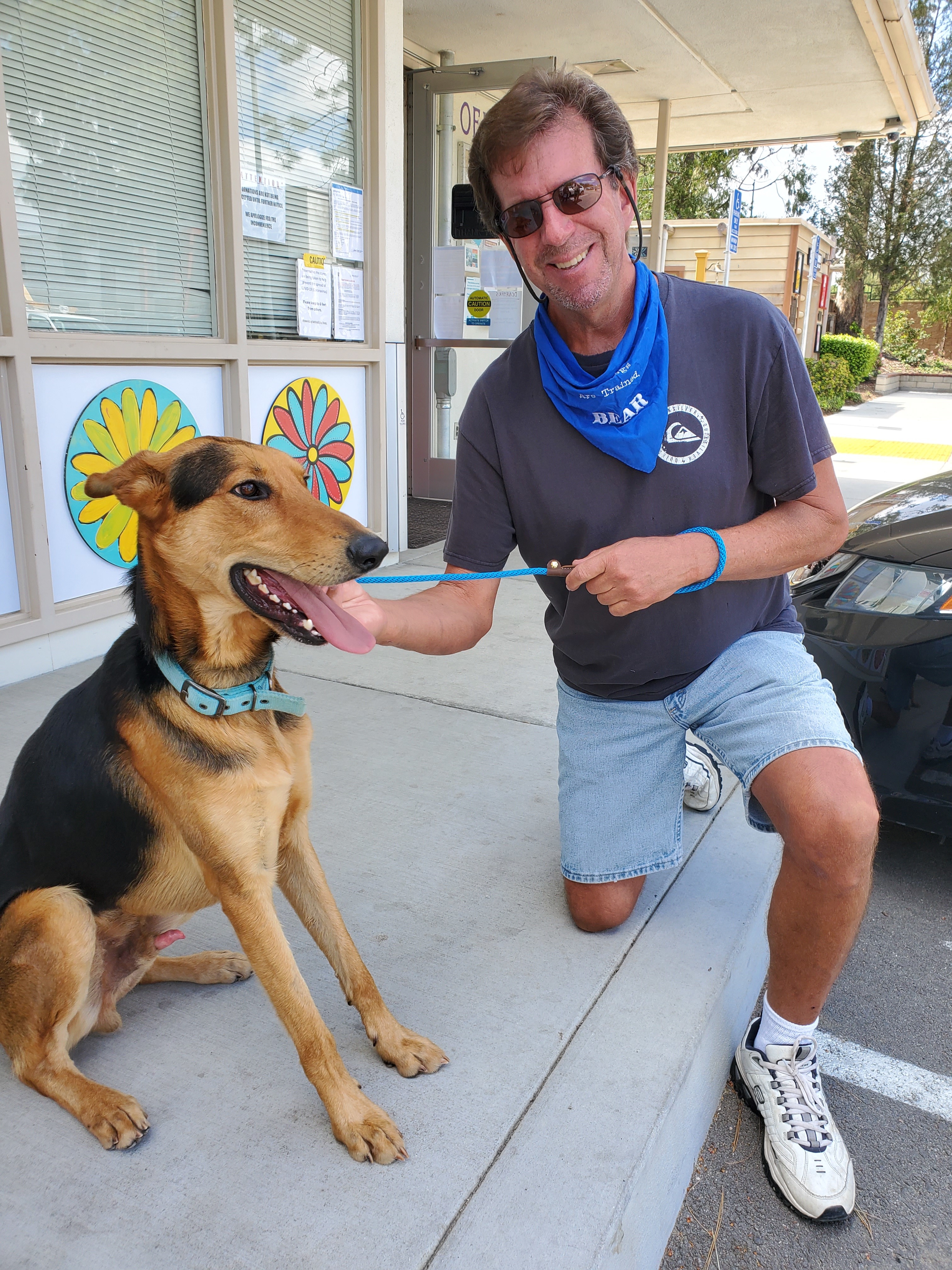 Alvin, Adoptable, Adult Male German Shepherd Dog & Collie.