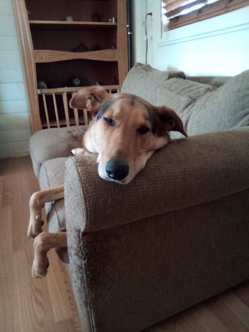 Enlarge Alvin, a Adoptable mixed breed in Moriarty, NM image 10/11