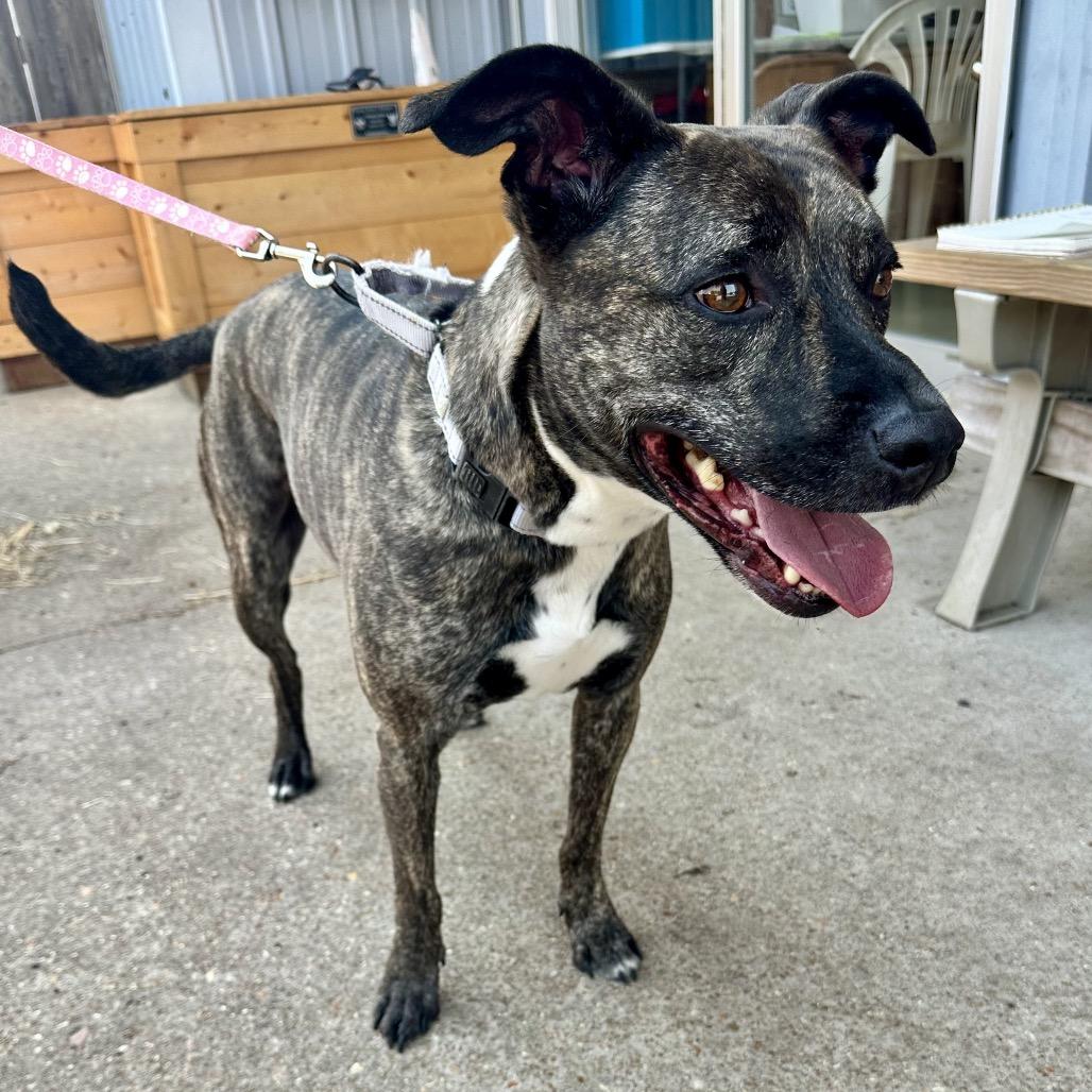 Enlarge Addison K12, a Adoptable mixed breed in Union, MO image 1/3