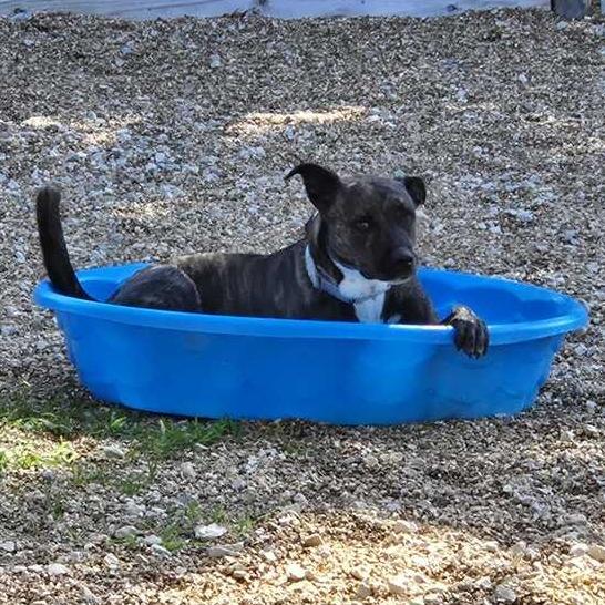 Enlarge Addison K12, a Adoptable mixed breed in Union, MO image 2/3