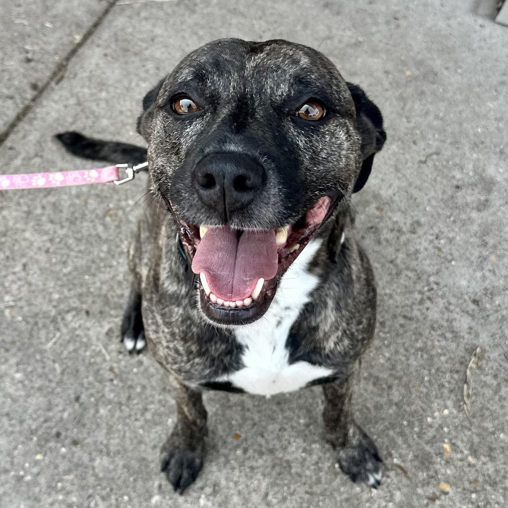 Enlarge Addison K12, a Adoptable mixed breed in Union, MO image 3/3