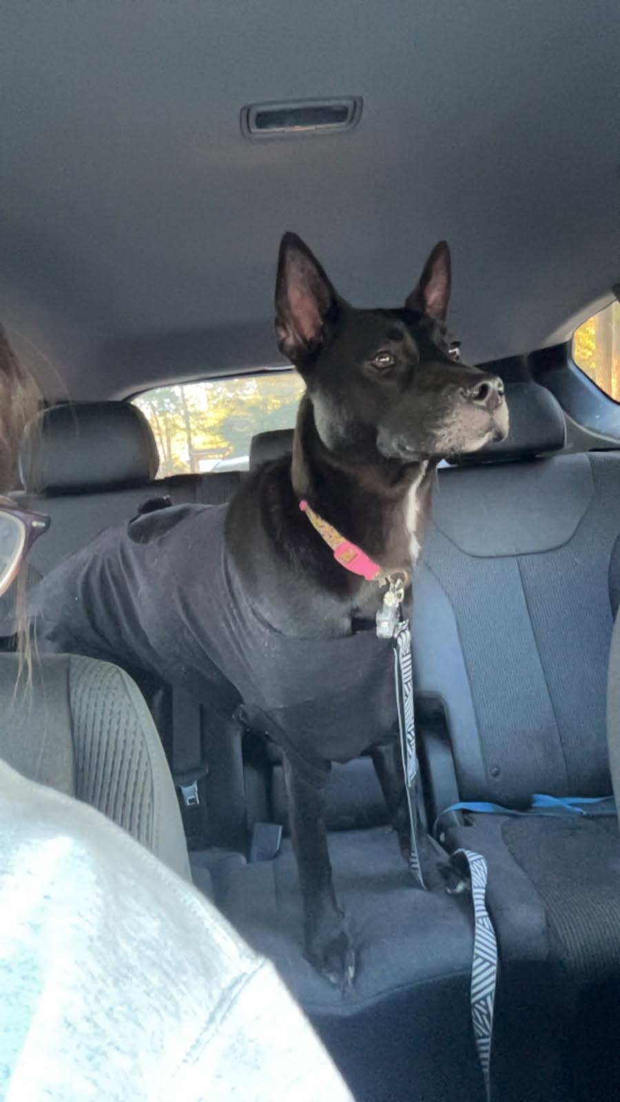 Enlarge Louise. (Ready to Play), a Adoptable mixed breed in Mt laurel Township, NJ image 1/4