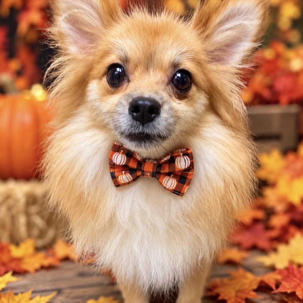Aisling, Adoptable, Adult Female Pomeranian & Mixed Breed.