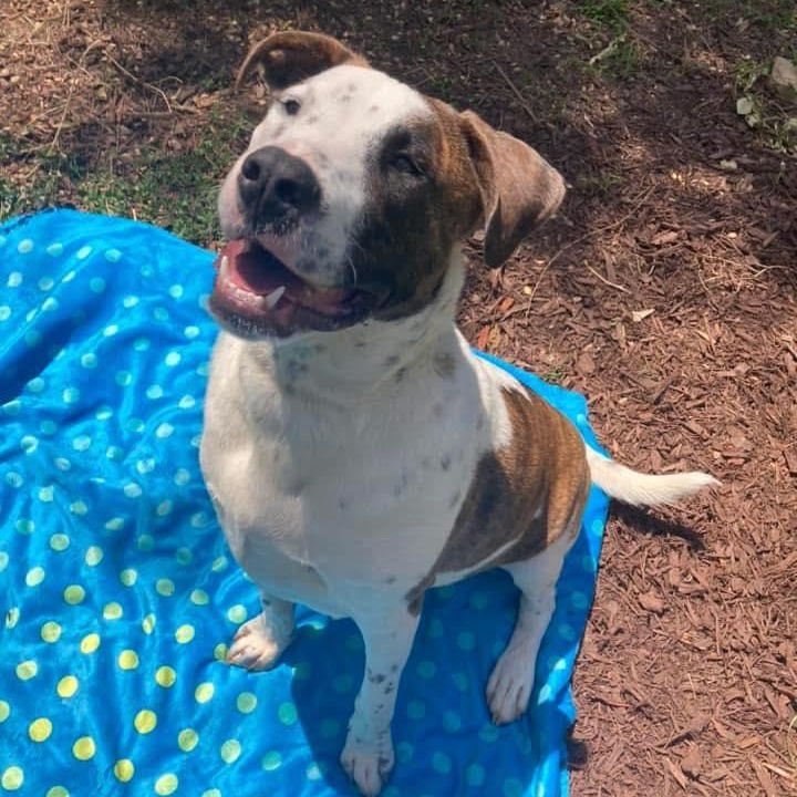 Murray, a Adoptable mixed breed in Fort Mill, SC image 3/6