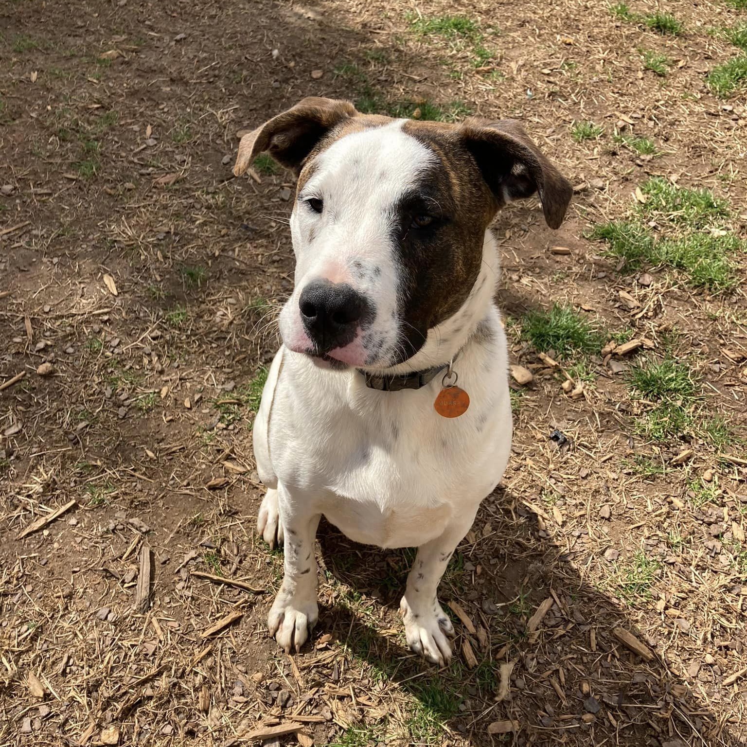Murray, a Adoptable mixed breed in Fort Mill, SC image 6/6