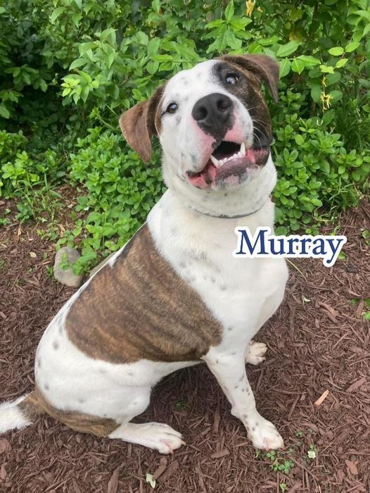 Murray, a Adoptable mixed breed in Fort Mill, SC image 4/6