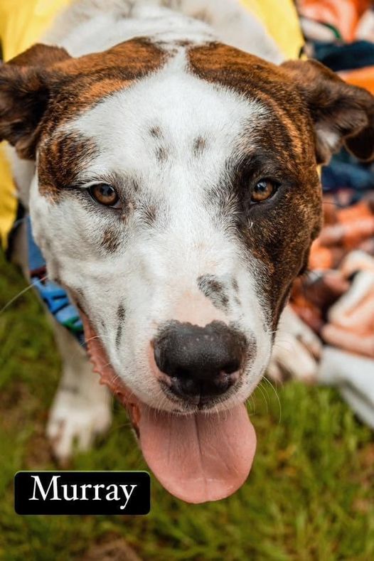 Murray, a Adoptable mixed breed in Fort Mill, SC image 5/6