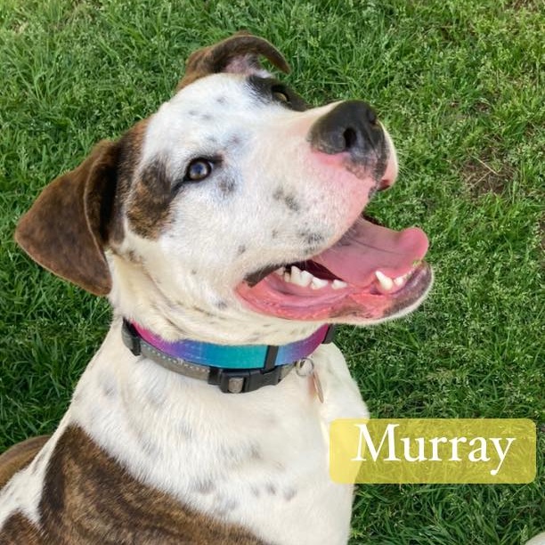Murray, Adoptable, Young Male American Bulldog & Hound.