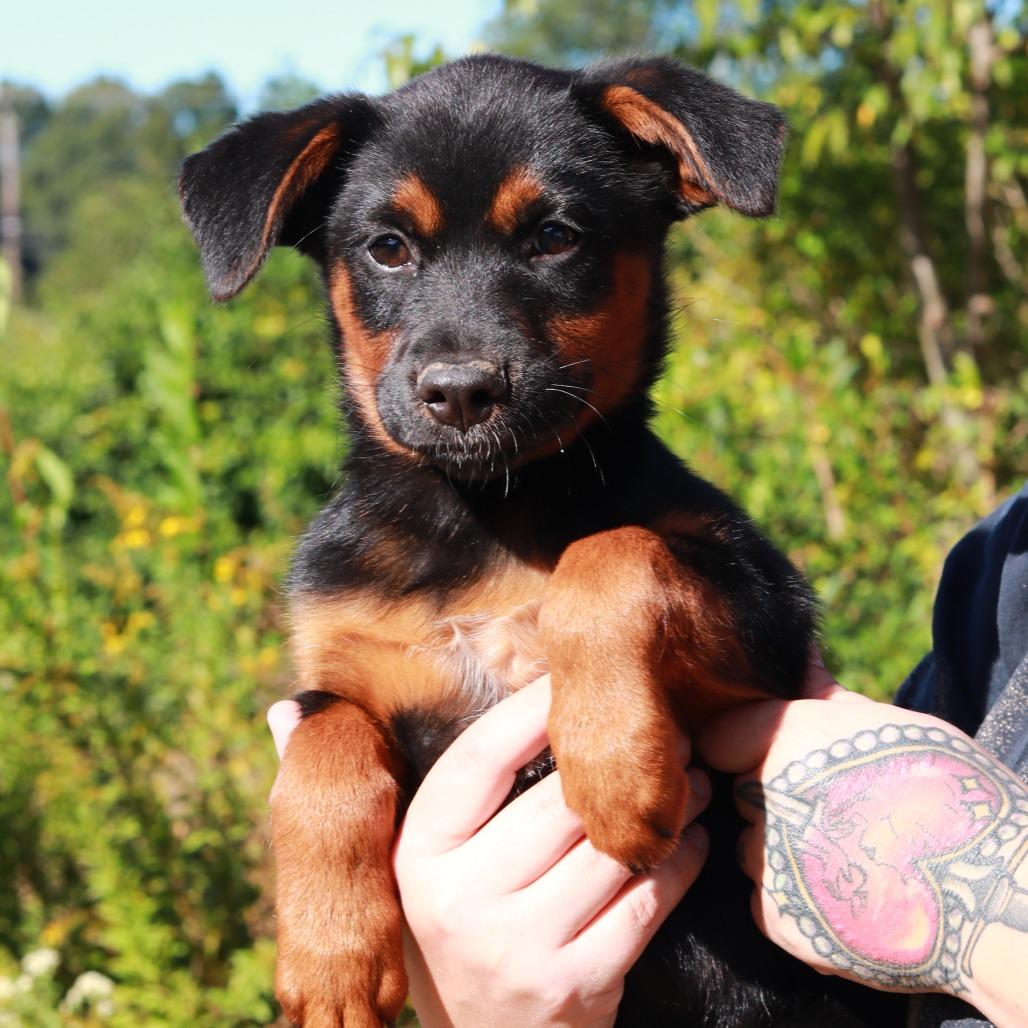 CT Beulah, Adoptable, Puppy Female German Shepherd Dog & Mixed Breed.