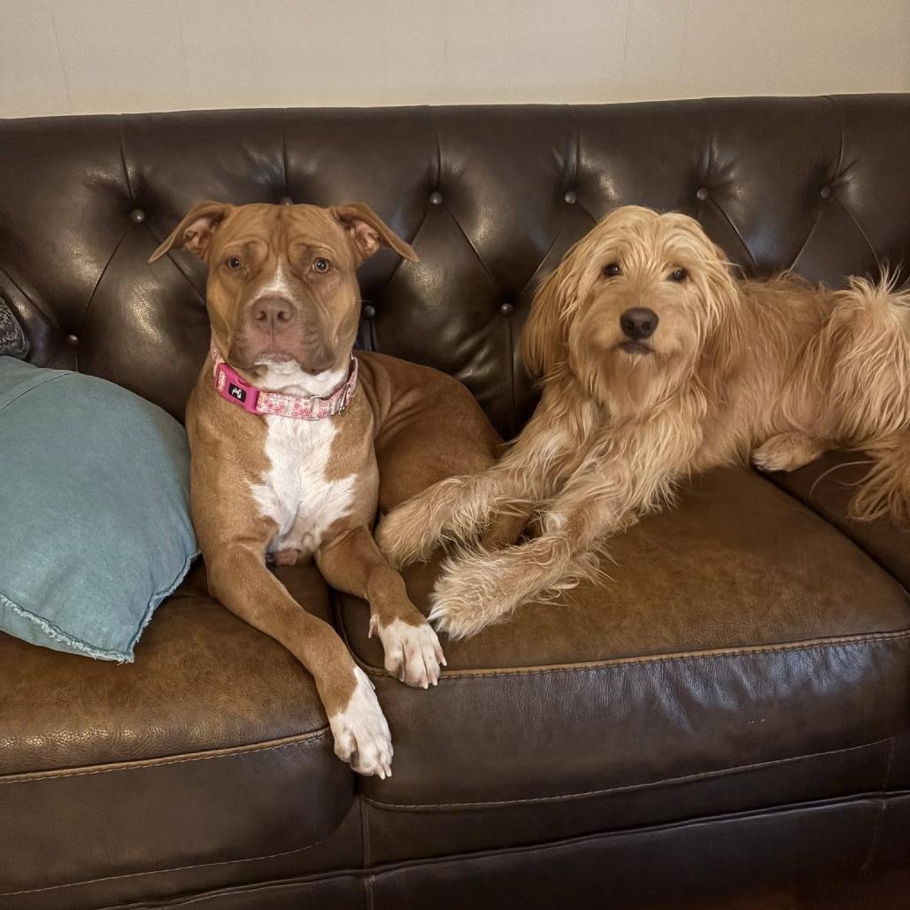 Hera, Adoptable, Adult Female American Staffordshire Terrier.