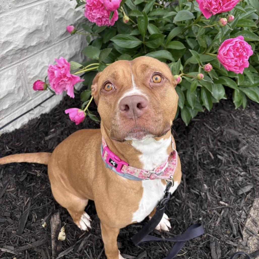 Hera, a Adoptable American Staffordshire Terrier in Pittsburgh, PA image 2/6