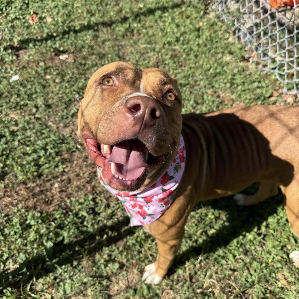 Enlarge Hera, a Adoptable American Staffordshire Terrier in Pittsburgh, PA image 2/6