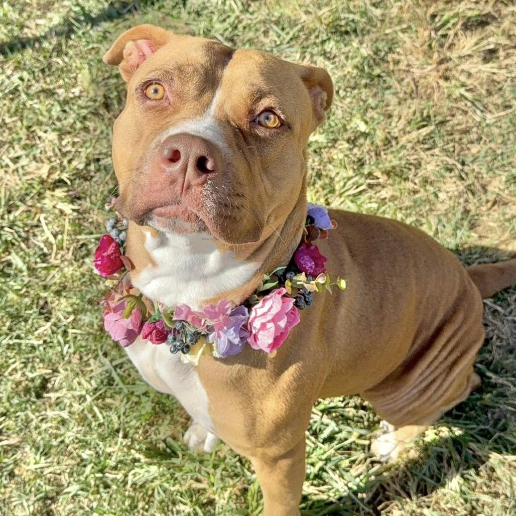 Enlarge Hera, a Adoptable American Staffordshire Terrier in Pittsburgh, PA image 3/6