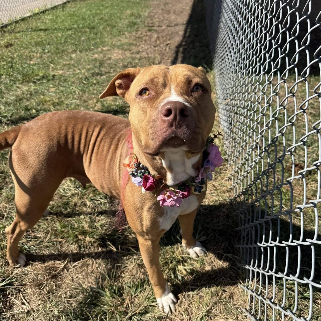 Enlarge Hera, a Adoptable American Staffordshire Terrier in Pittsburgh, PA image 4/6