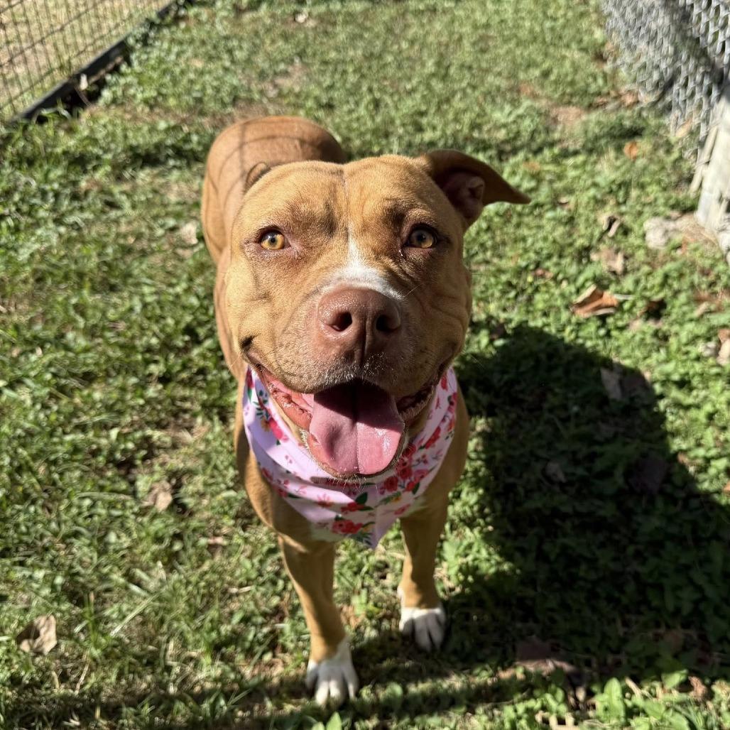 Enlarge Hera, a Adoptable American Staffordshire Terrier in Pittsburgh, PA image 5/6