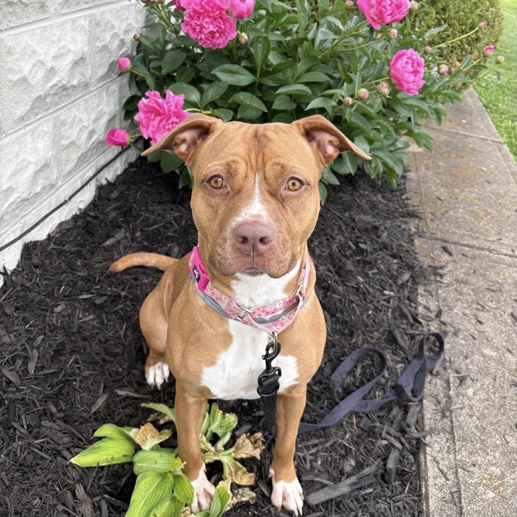 Hera, a Adoptable American Staffordshire Terrier in Pittsburgh, PA image 5/6
