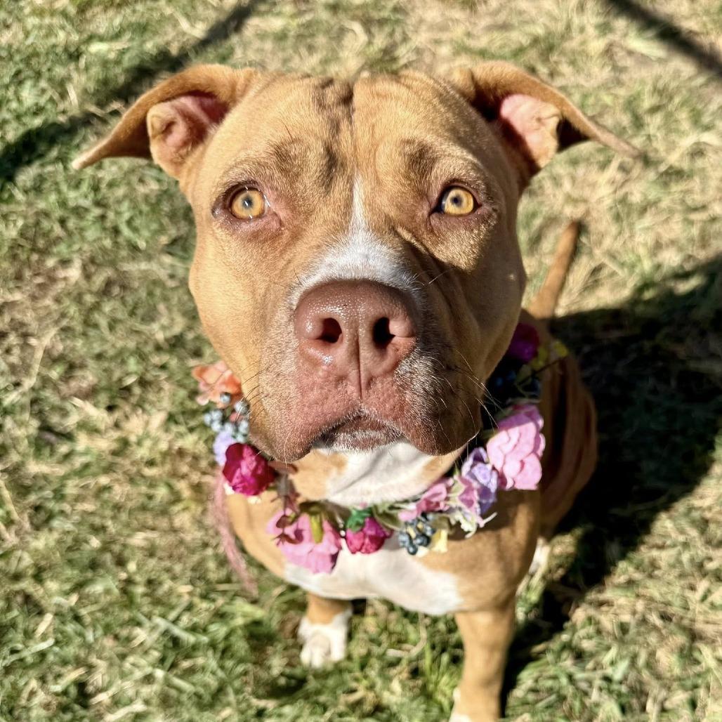 Enlarge Hera, a Adoptable American Staffordshire Terrier in Pittsburgh, PA image 6/6