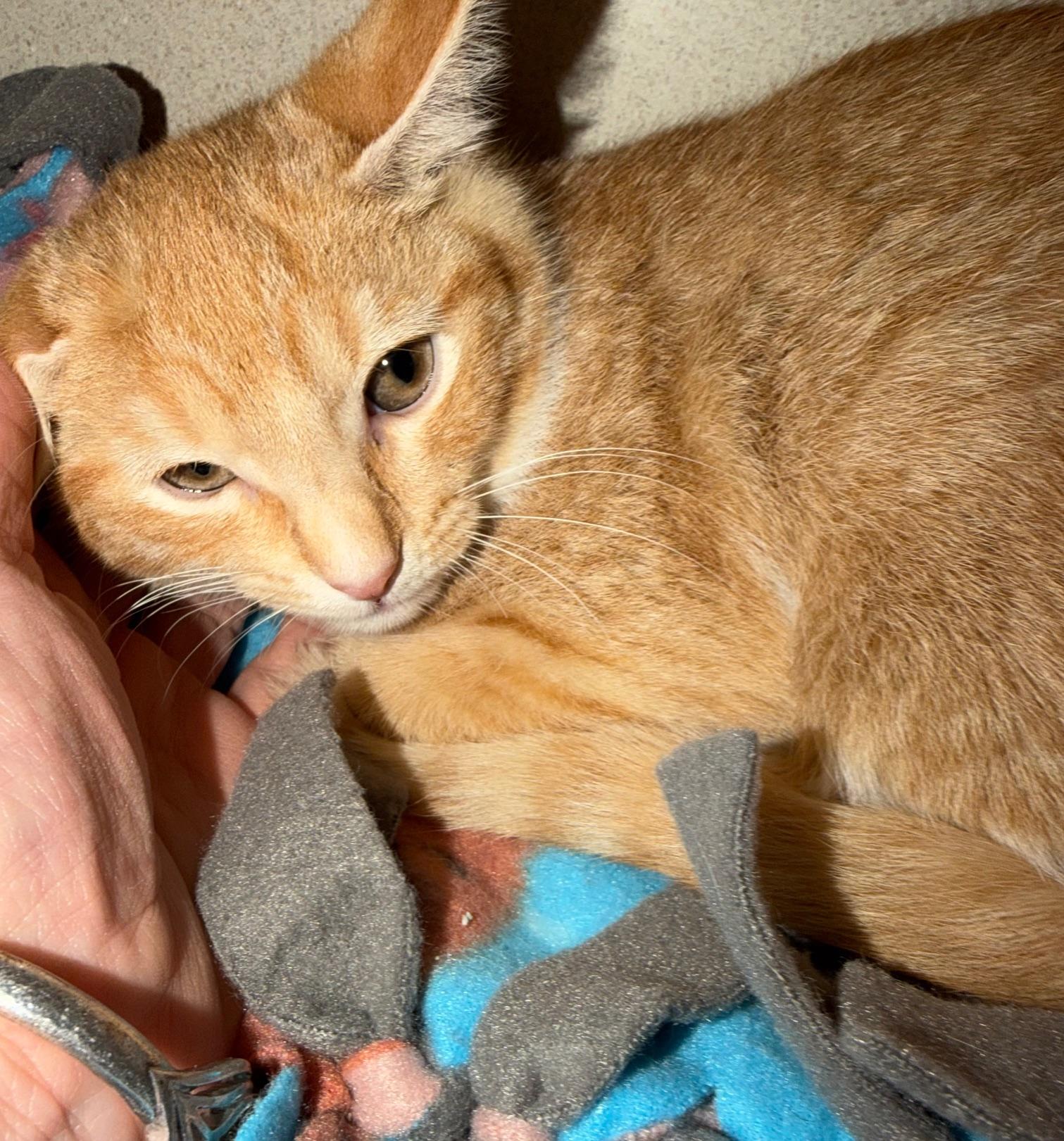 Enlarge Arthur, an adopted mixed breed in Salem, NH image 2/2