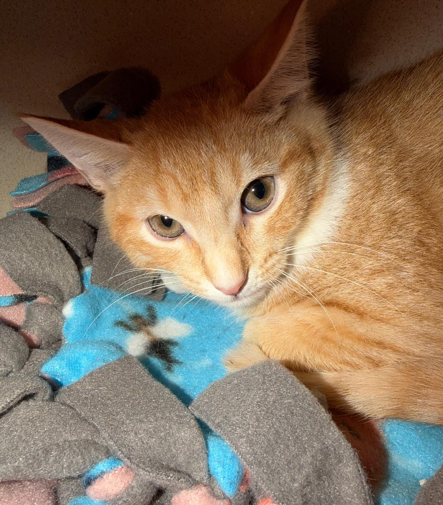 Arthur, adopted, Kitten Male Domestic Short Hair.