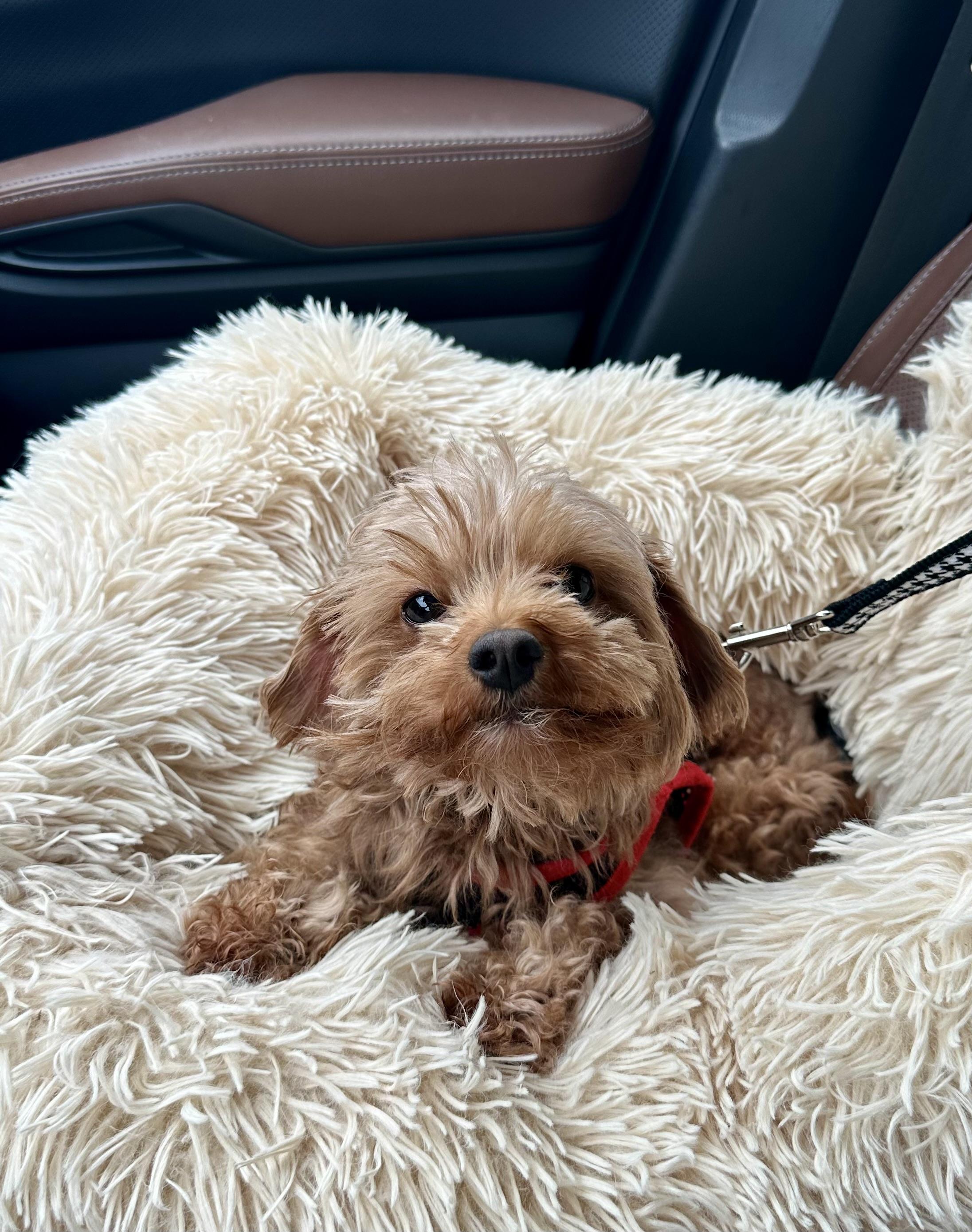 Max!!!, Adopted, Adult Male Cavapoo & Miniature Poodle.