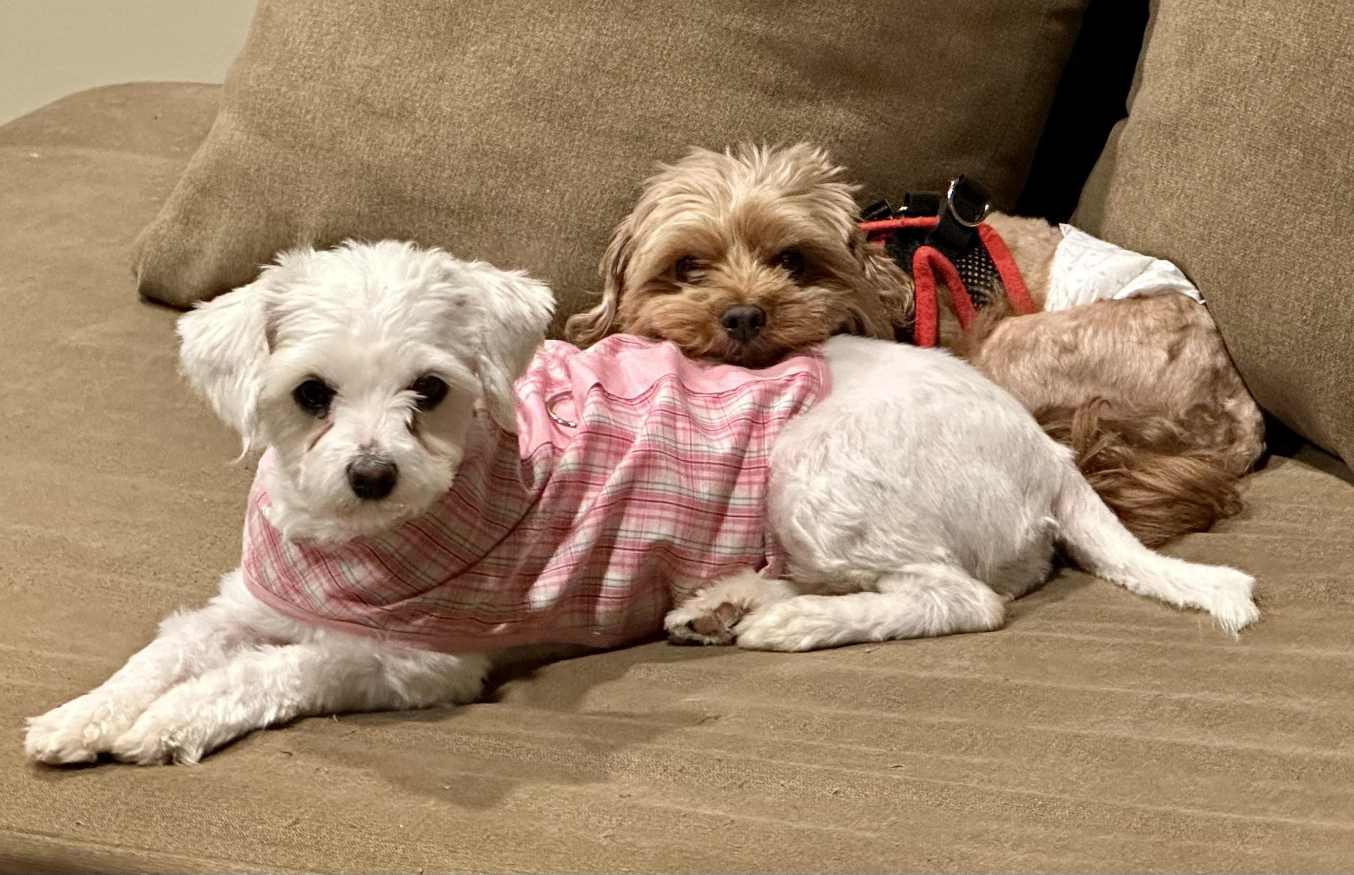 Max!!!, a Adopted mixed breed in Manalapan, NJ image 2/6