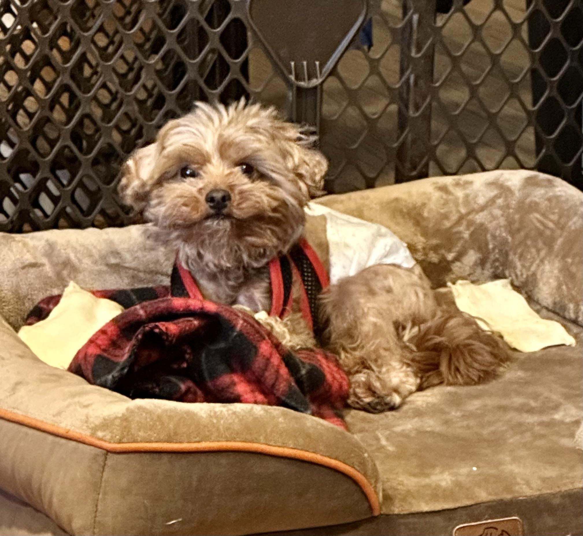 Max!!!, a Adopted mixed breed in Manalapan, NJ image 4/6