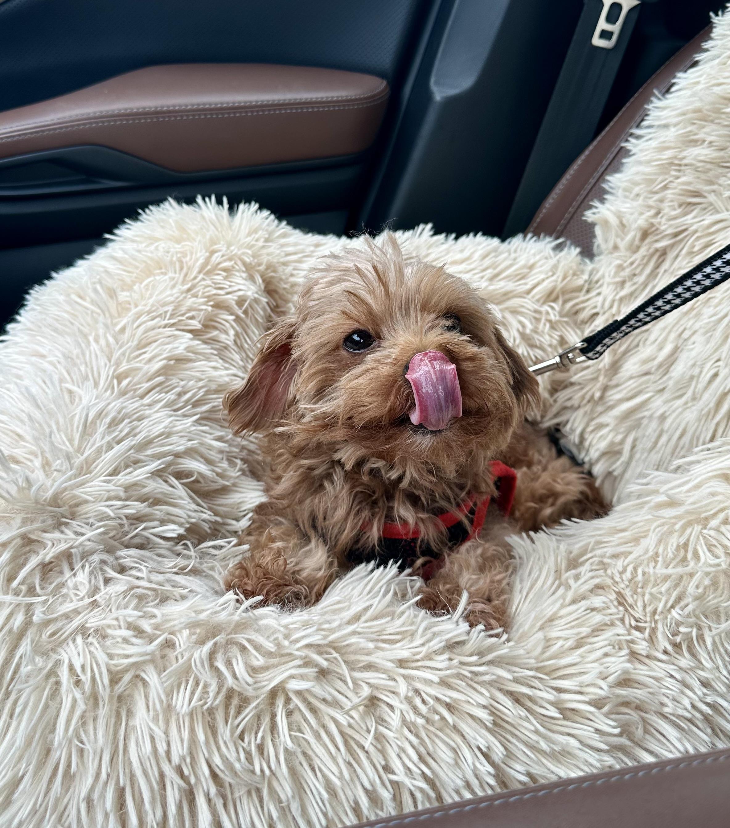 Max!!!, a Adopted mixed breed in Manalapan, NJ image 5/6