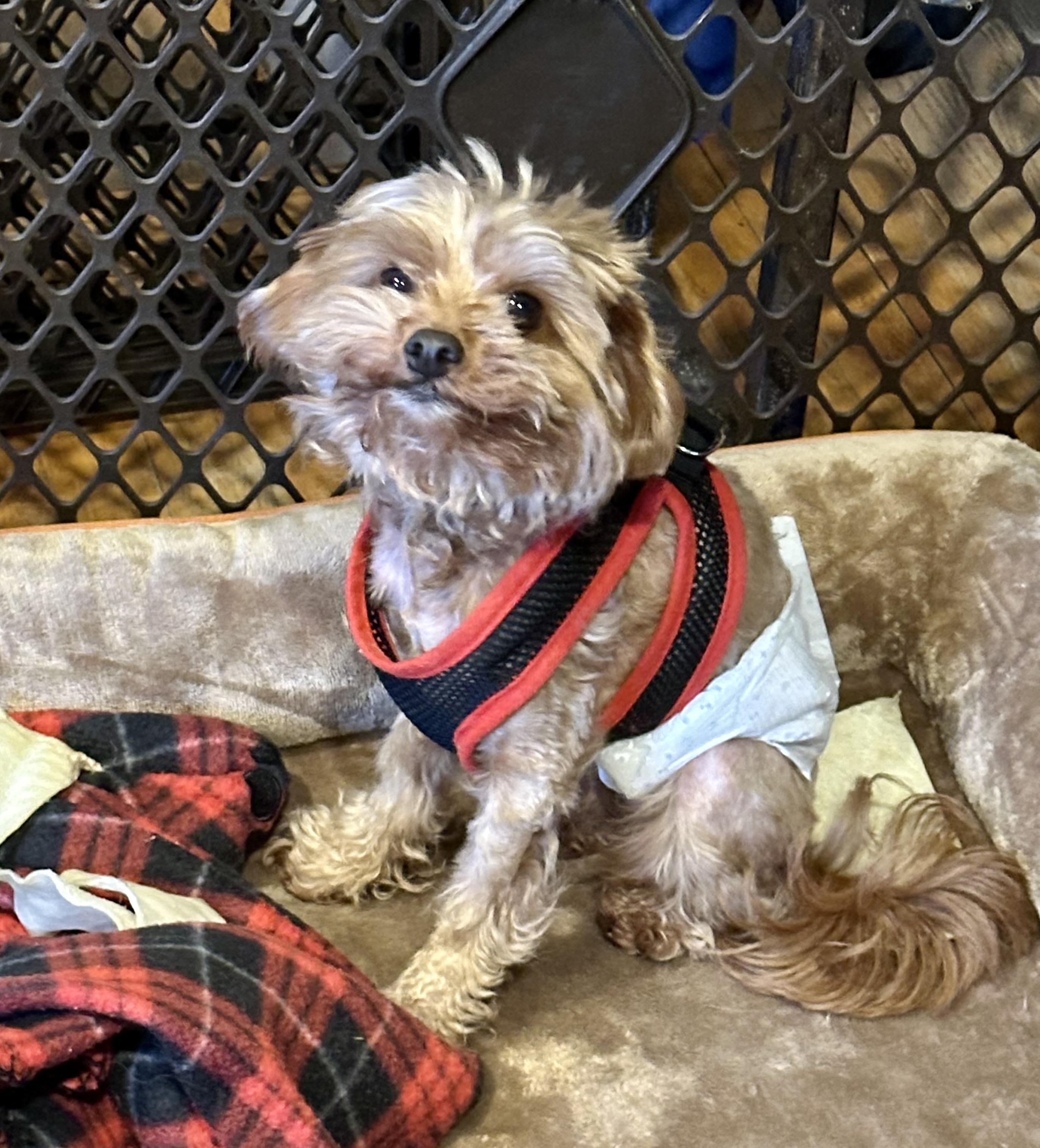 Max!!!, a Adopted mixed breed in Manalapan, NJ image 6/6