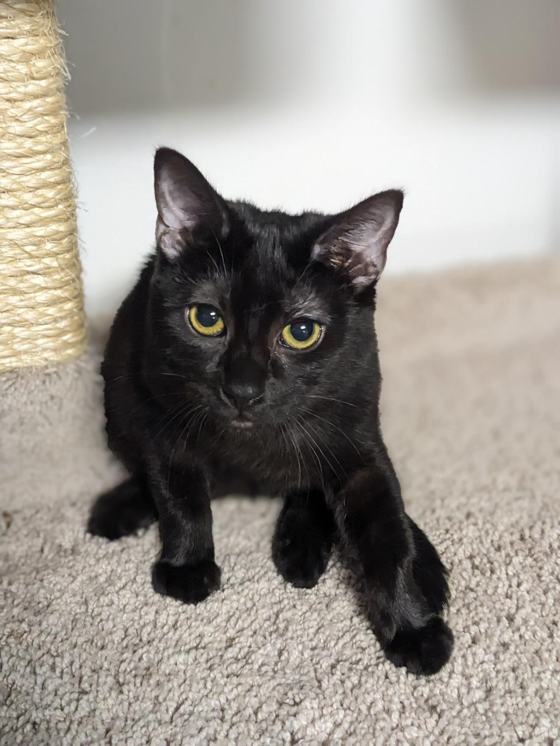 Enlarge Wednesday Addams, a Adoptable Domestic Short Hair in Shippenville, PA image 1/6