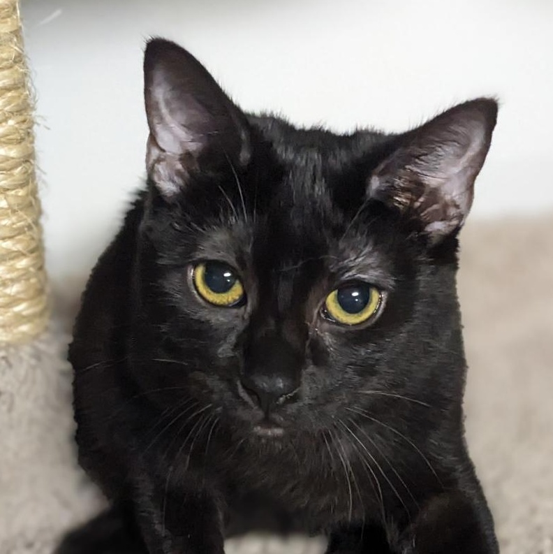 Wednesday Addams, a Adoptable Domestic Short Hair in Shippenville, PA image 2/6