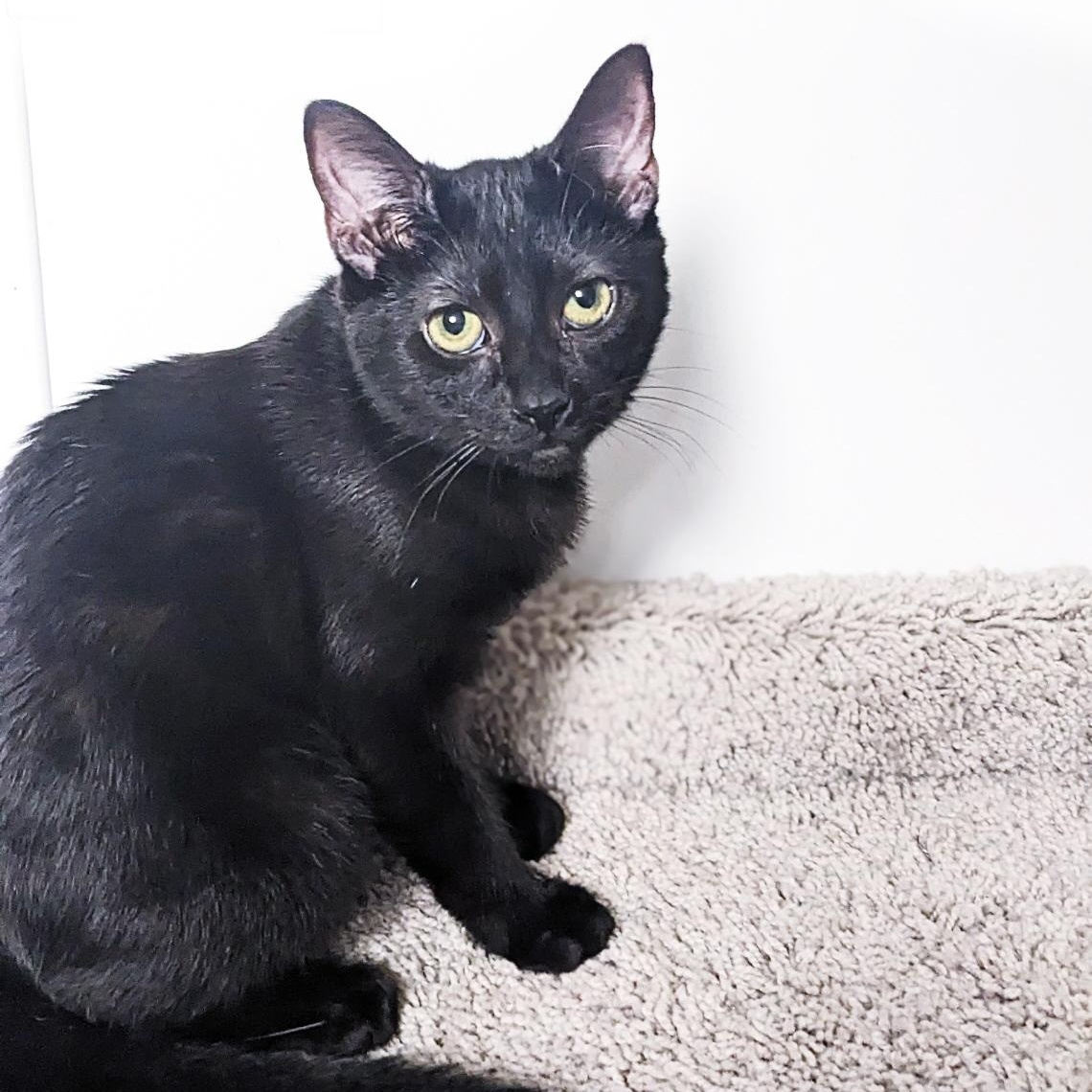 Enlarge Wednesday Addams, a Adoptable Domestic Short Hair in Shippenville, PA image 5/6