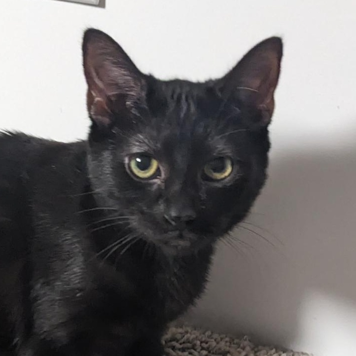 Enlarge Wednesday Addams, a Adoptable Domestic Short Hair in Shippenville, PA image 6/6