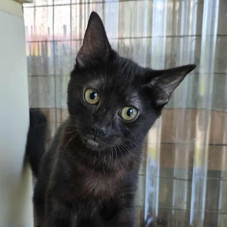 Wednesday Addams, Adoptable, Kitten Female Domestic Short Hair.