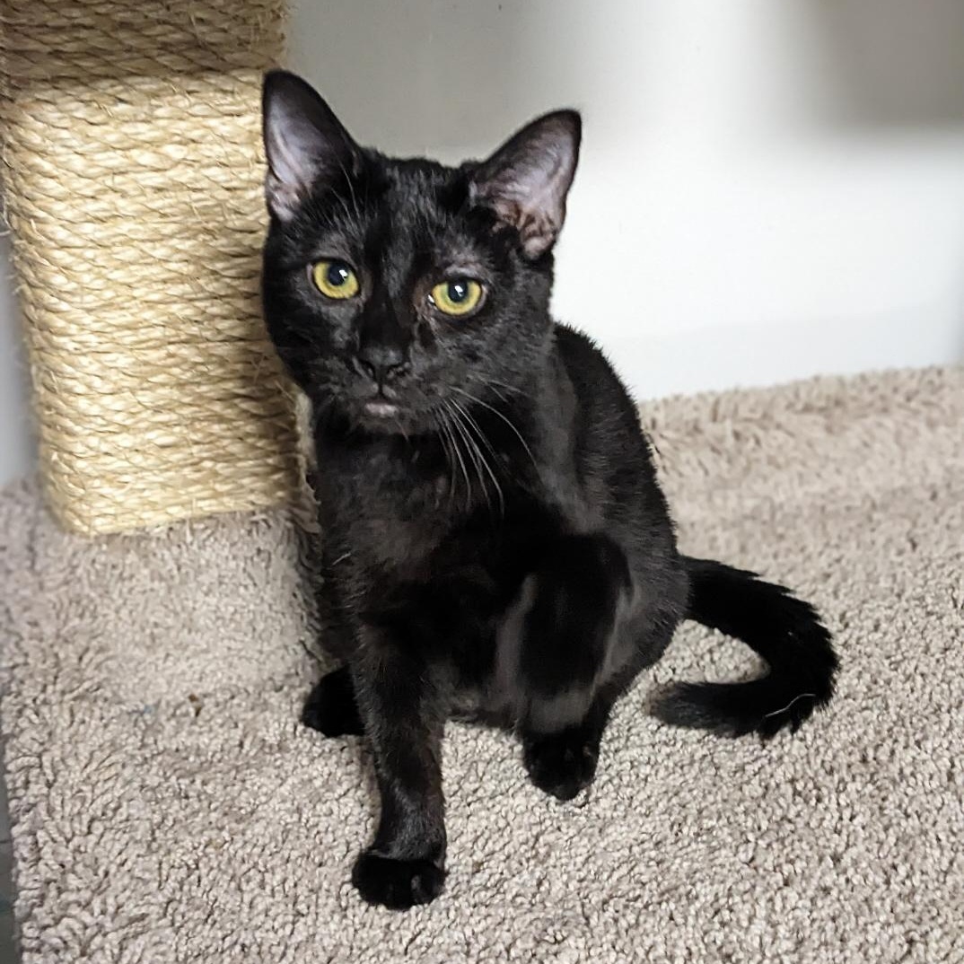 Wednesday Addams, Adoptable, Adult Female Domestic Short Hair.