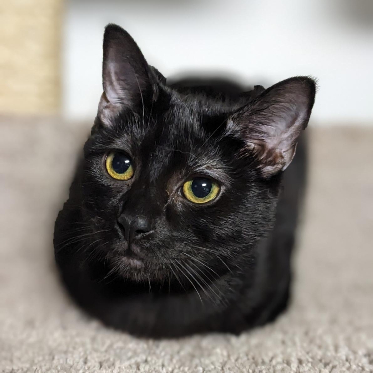 Enlarge Wednesday Addams, a Adoptable Domestic Short Hair in Shippenville, PA image 2/6